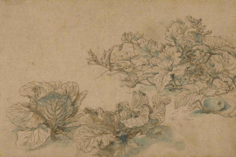 Studies of a Marrow Plant and Cabbages,Studier av en märgväxt och kål,Abraham Bloemaert,Skiss,Skiss