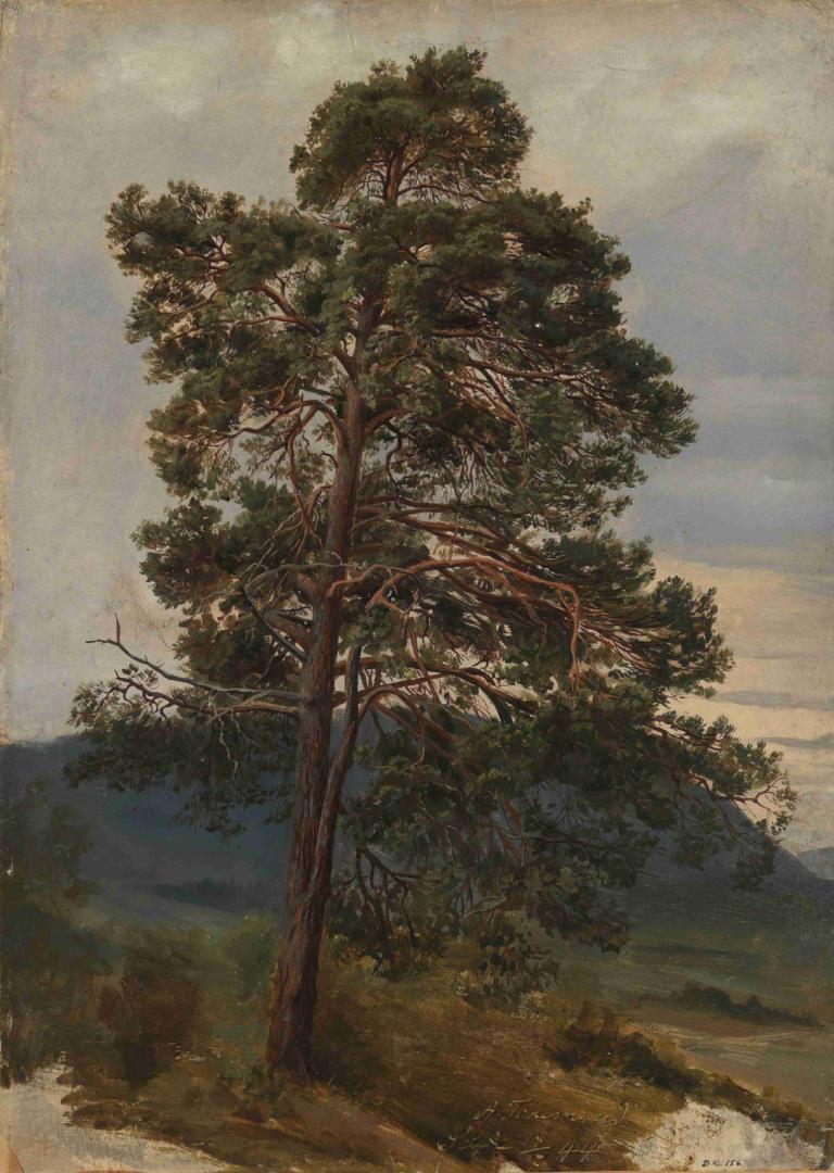 Study of a Pine Tree,Исследование соснового дерева,Adolph Tidemand,Адольф Тидеманд,Картина Маслом