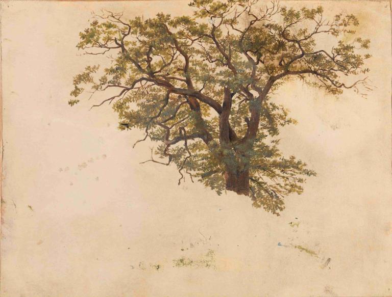 Study of an Oak,Исследование дуба,Adolph Tidemand,Адольф Тидеманд,Картина Маслом,Картина Маслом, дерево