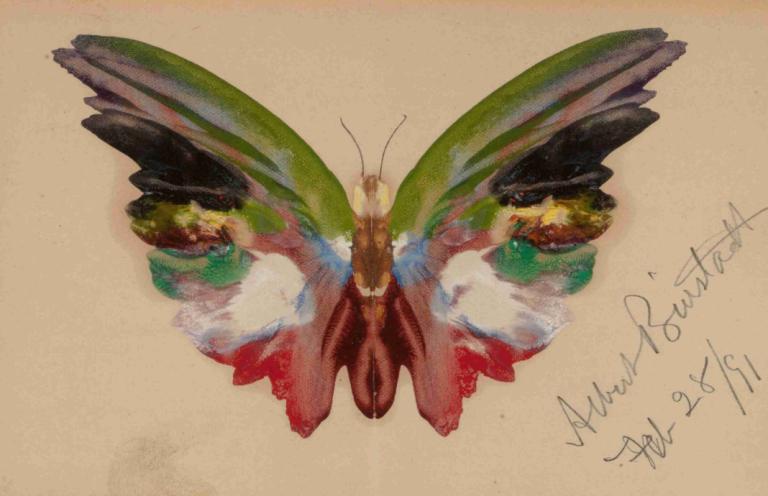 Butterfly,Fjäril,Albert Bierstadt,Illustration,Illustration, inga människor, enkel bakgrund