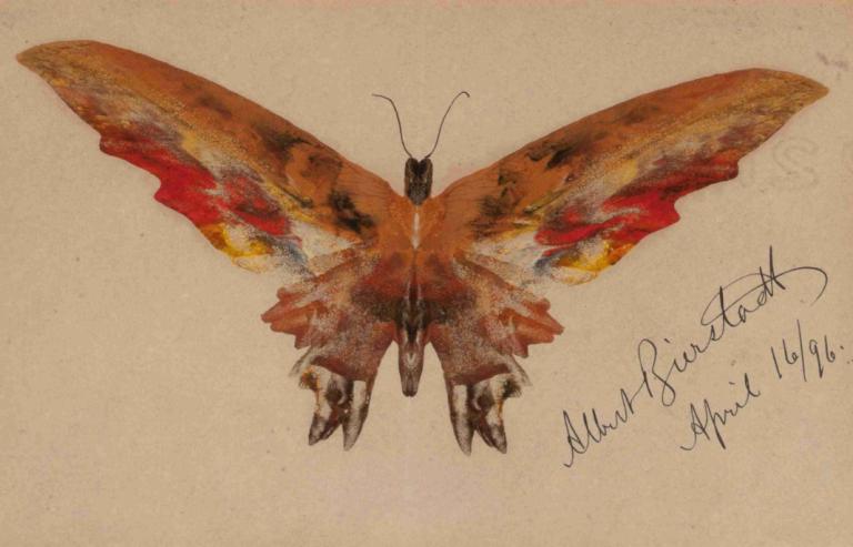 Butterfly,Πεταλούδα,Albert Bierstadt,Εικονογράφηση,Εικονογράφηση, όχι ανθρώπους, απλό φόντο, παραδοσιακά μέσα