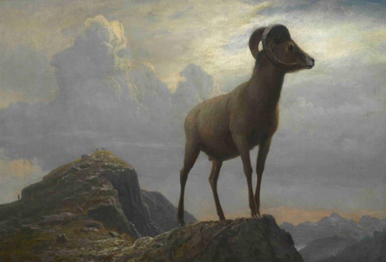 Study Of A Bighorn Ram,比格羊研究,Albert Bierstadt,阿尔伯特-比尔斯塔特,油画,油画, 没有人类, 云, 户外, 多云的天空, 天空, 风景, 山, 传统媒体, 独奏, 动物