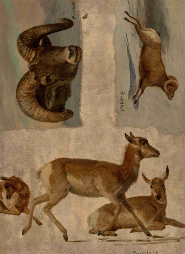 Study of Bighorn Sheep and Antelope,大角羊和羚羊研究,Albert Bierstadt,阿尔伯特-比尔斯塔特,插画,插画, 没有人类, 绘画（中）, 传统媒体, 动物, 喇叭