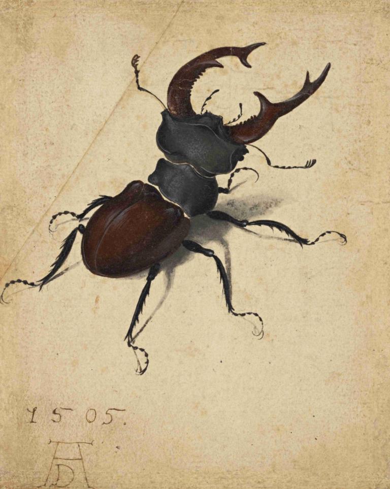 Stag Beetle,Kumbang Rusa,Albrecht Dürer,Ilustrasi,Ilustrasi, tidak ada manusia, serangga, solo, laba-laba