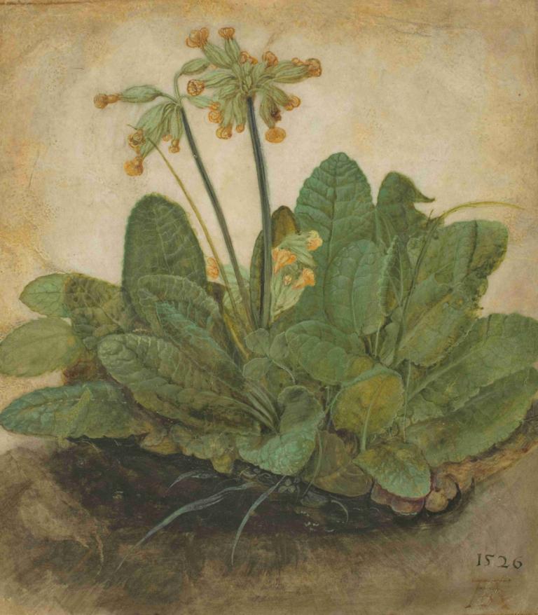 Tuft of Cowslips,Φούντα από Cowslips,Albrecht Dürer,Ελαιογραφία,Ελαιογραφία, όχι ανθρώπους, φύλλο, νεκρή φύση