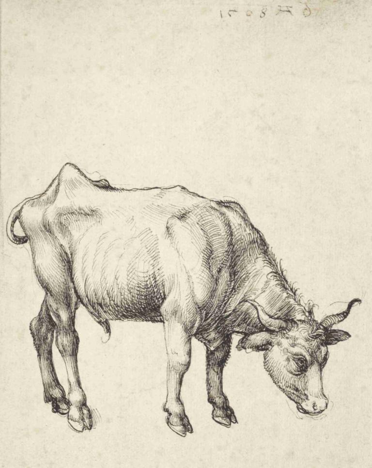 Young Bull,Νεαρός ταύρος,Albrecht Dürer,Σκίτσο,Σκίτσο, μονόχρωμος, όχι ανθρώπους, παραδοσιακά μέσα