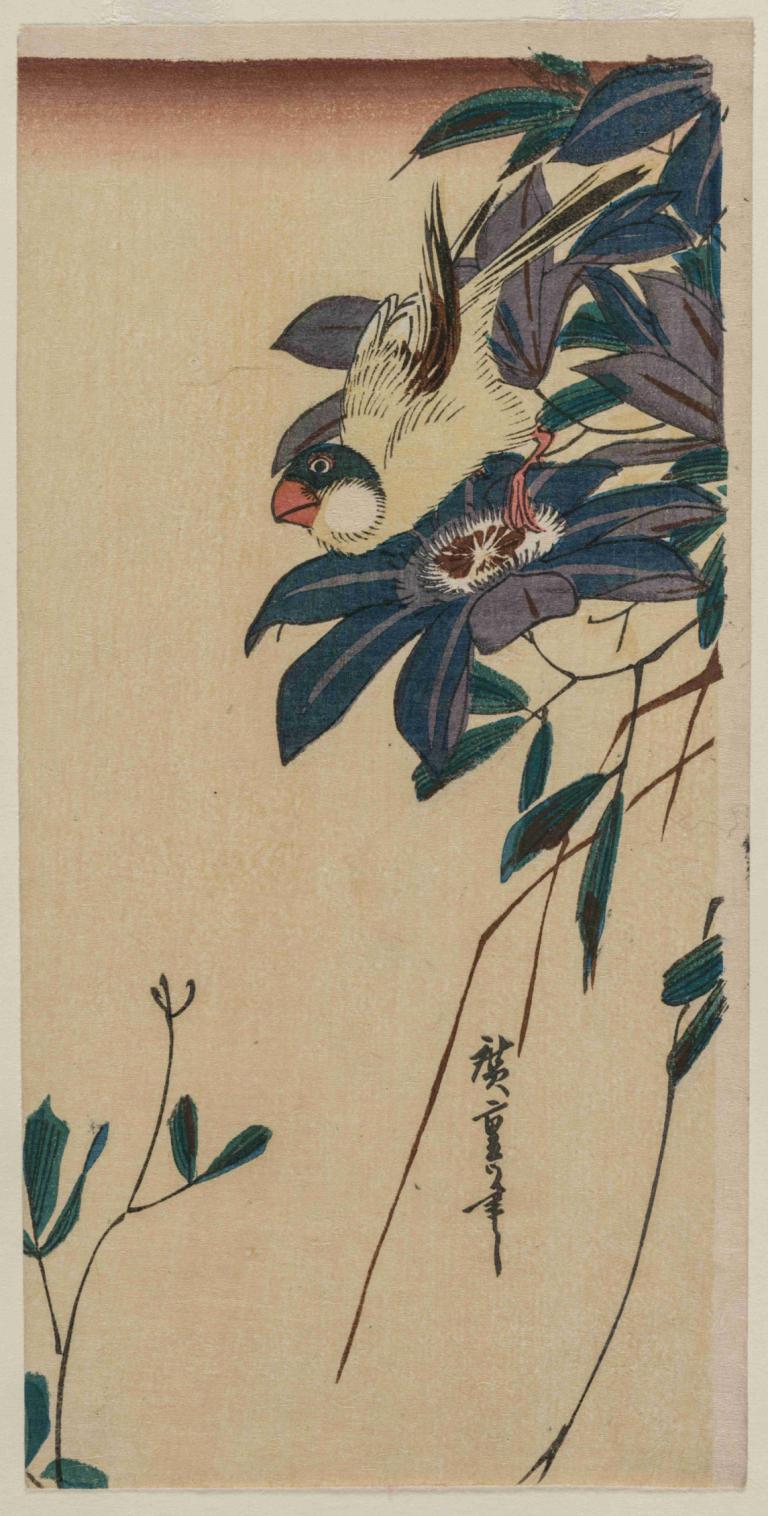 Grosbeak and Clematis,Andō Hiroshige,Ukiyo-E,Ukiyo-E, no humans, bird, animal focus, leaf, border, branch