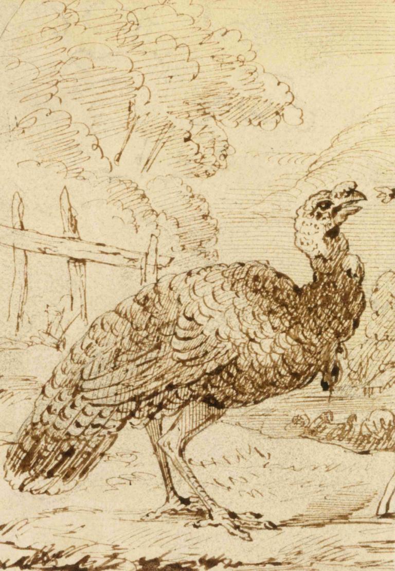 Turkey,Kalkoen,Benjamin West,Schetsen,Schetsen, monochroom, vogel, geen mensen, traditionele media