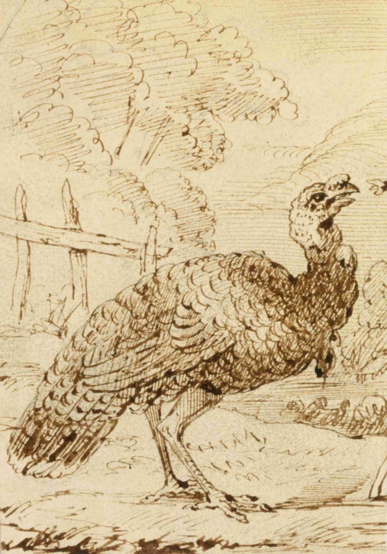 Turkey,Kalkoen,Benjamin West,Schetsen,Schetsen, monochroom, vogel, geen mensen, traditionele media, boom