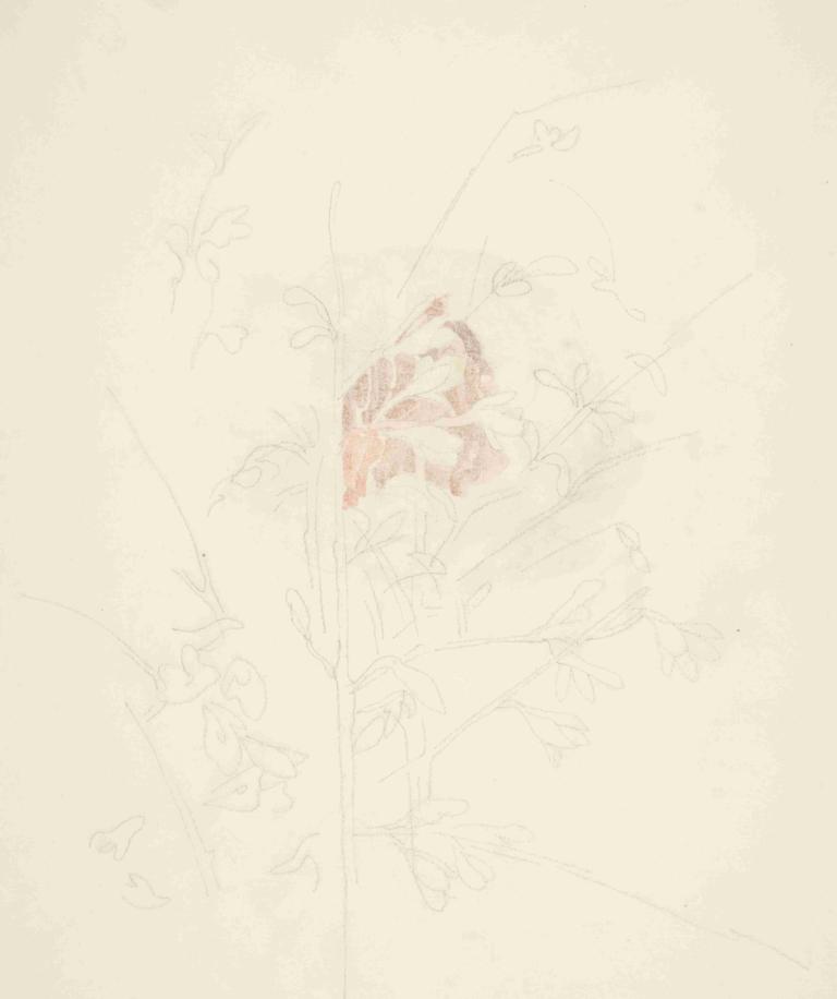 Flower,Kwiat,Charles Demuth,Akwarela,Akwarela, proste tło, monochromia, żadnych ludzi, 1 dziewczyna, białe tło