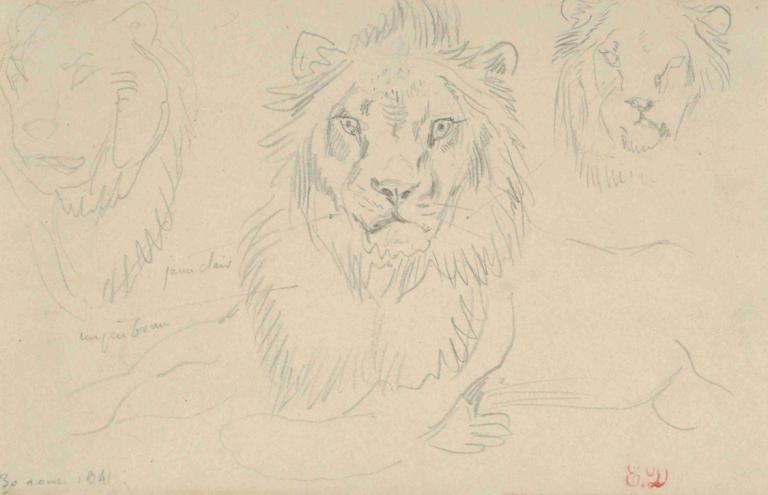 A Lion, Full Face,Eugène Delacroix,Sketch,Sketch, no humans, sketch, animalization, color trace, tiger