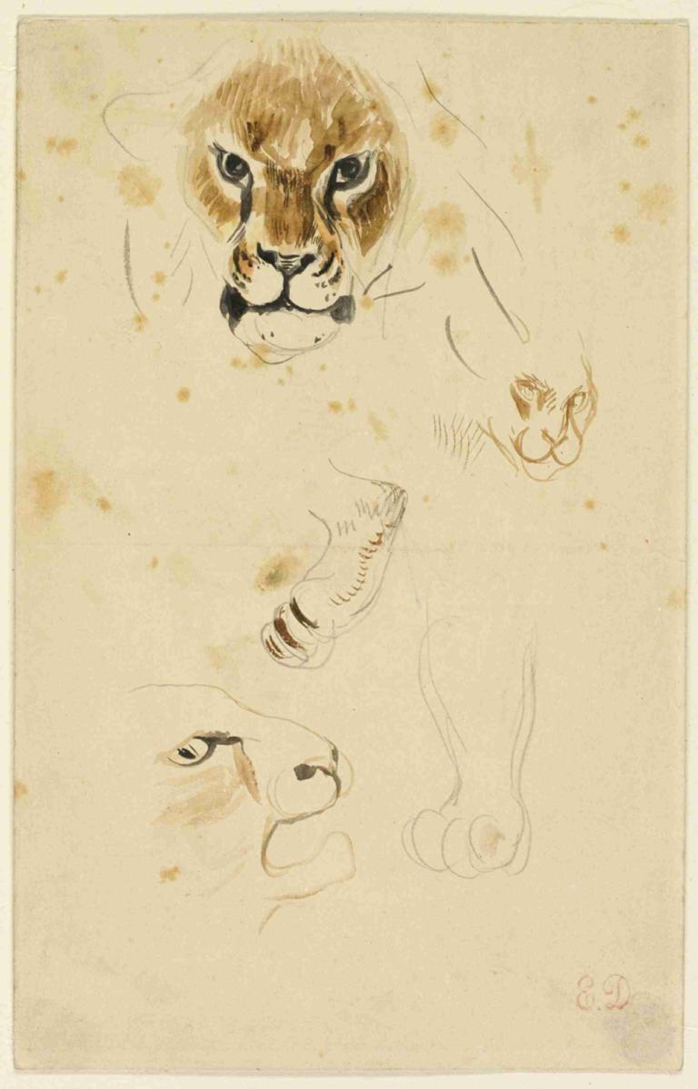 Heads and Paws of Lions,Levje glave in noge,Eugène Delacroix,Barvna skica,Barvna skica, brez ljudi