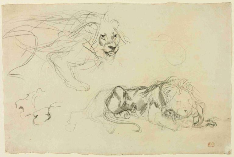 Studies of Lions,Studies van leeuwen,Eugène Delacroix,Schetsen,Schetsen, geen mensen, schetsen, monochroom