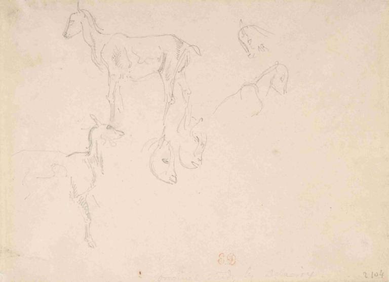 Studies of a Goat,Studier av en geit,Eugène Delacroix,Skisse,Skisse, dyr, monokrom, hund, ingen mennesker