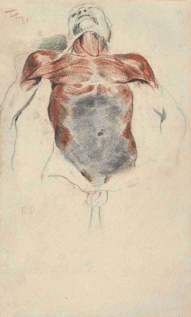 Torso of a Male Cadaver,Torzo mužského mrtvoly,Eugène Delacroix,Barevný náčrt,Barevný náčrt, mužské zaměření