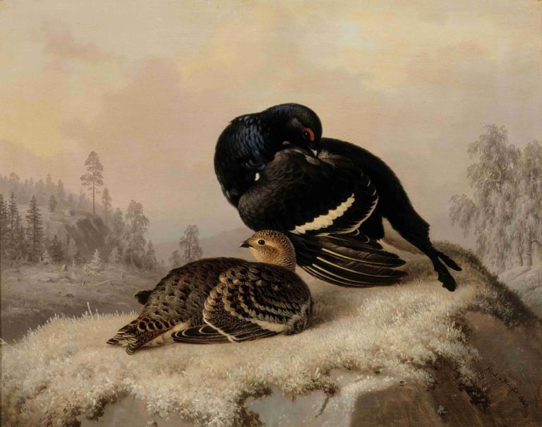 Black Grouse, Cock And Hen,黑松雞、公雞和母雞,Ferdinand von Wright,費迪南德·馮·賴特,油畫,油畫, 鳥, 沒有人類, 戶外, 樹, 實際的, 自然, 動物焦點, 動物