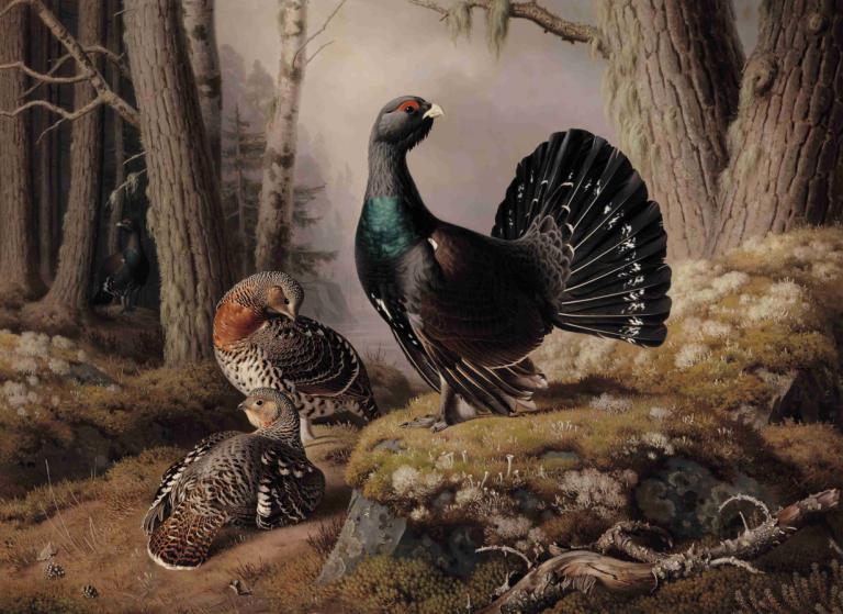 Capercaillies Courting,Ferdinand von Wright,Oil Painting,Oil Painting, no humans, bird, tree, outdoors