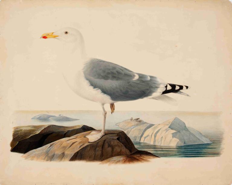 European Herring Gull,Ferdinand von Wright,Oil Painting,Oil Painting, bird, no humans, animal, animal focus