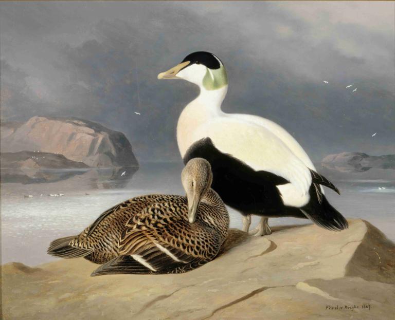 Kaksi Haahkaa,Ferdinand von Wright,Oil Painting,Oil Painting, no humans, bird, animal focus, outdoors