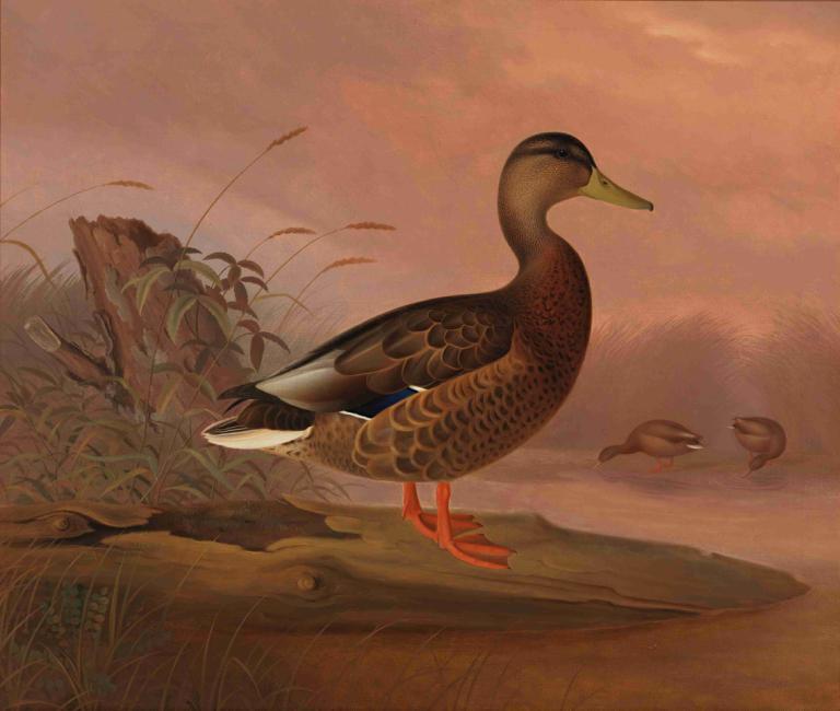 Mallard,Ferdinand von Wright,Oil Painting,Oil Painting, no humans, outdoors, grass, bird, animal, from side