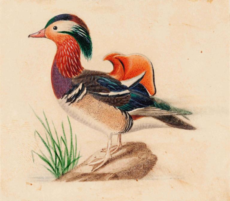 Mandarin Duck,Mandarin and,Ferdinand von Wright,Oliemaleri,Oliemaleri, ingen mennesker, fokus på dyr, fugl