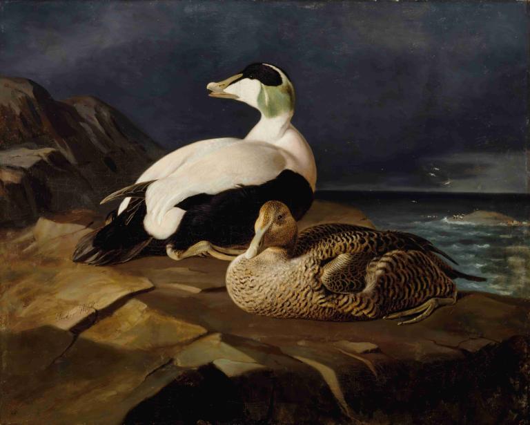 Pair Of Common Eiders On A Rock,Para edredonów na skale,Ferdinand von Wright,Obraz olejny,Obraz olejny