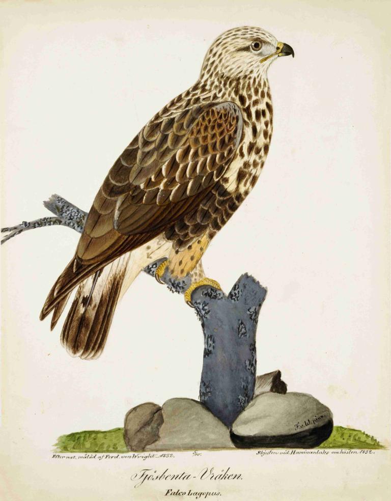 Rough-Legged Buzzard,ラフ・レッグド・バザード,Ferdinand von Wright,フェルディナント・フォン・ライト,油絵,油絵, 人間がいない, 鳥, ロック, 動物の焦点, 草