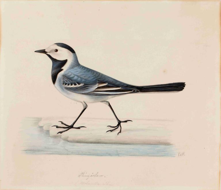 White Wagtail,Witte Kwikstaart,Ferdinand von Wright,Illustratie,Illustratie, geen mensen, vogel