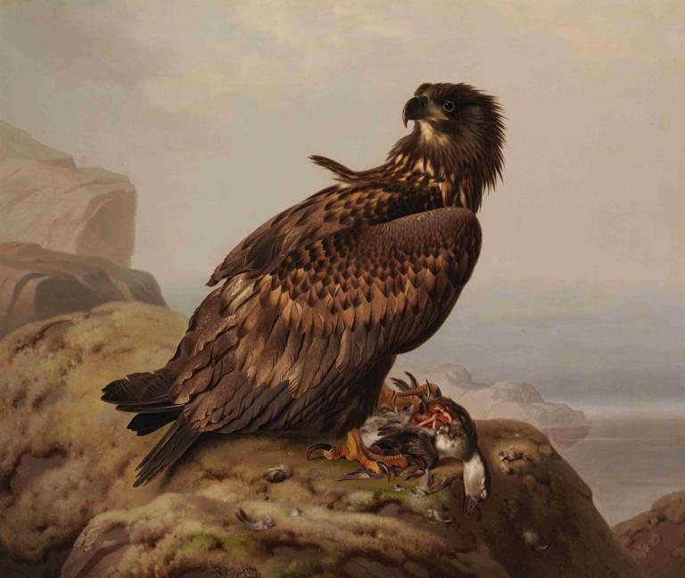 White-Tailed Eagle With Its Prey,Orzeł bielik ze swoją zdobyczą,Ferdinand von Wright,Obraz olejny