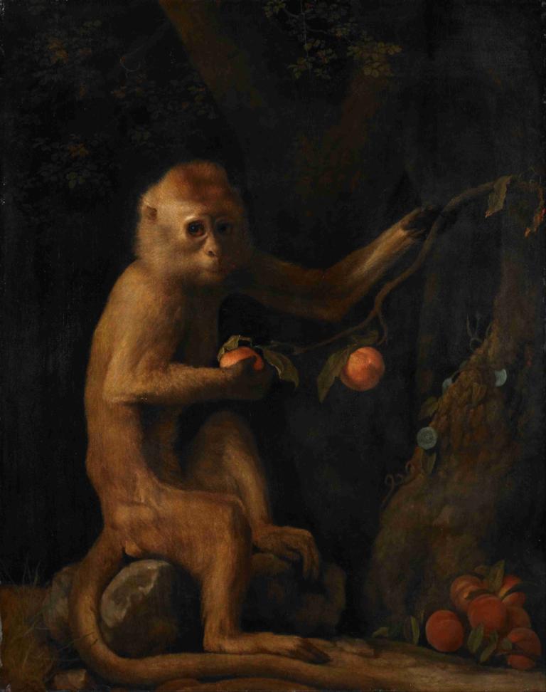 A Monkey,Opica,George Stubbs,Oljna slika,Oljna slika, sadje, hrano, brez ljudi, držati, držanje sadja