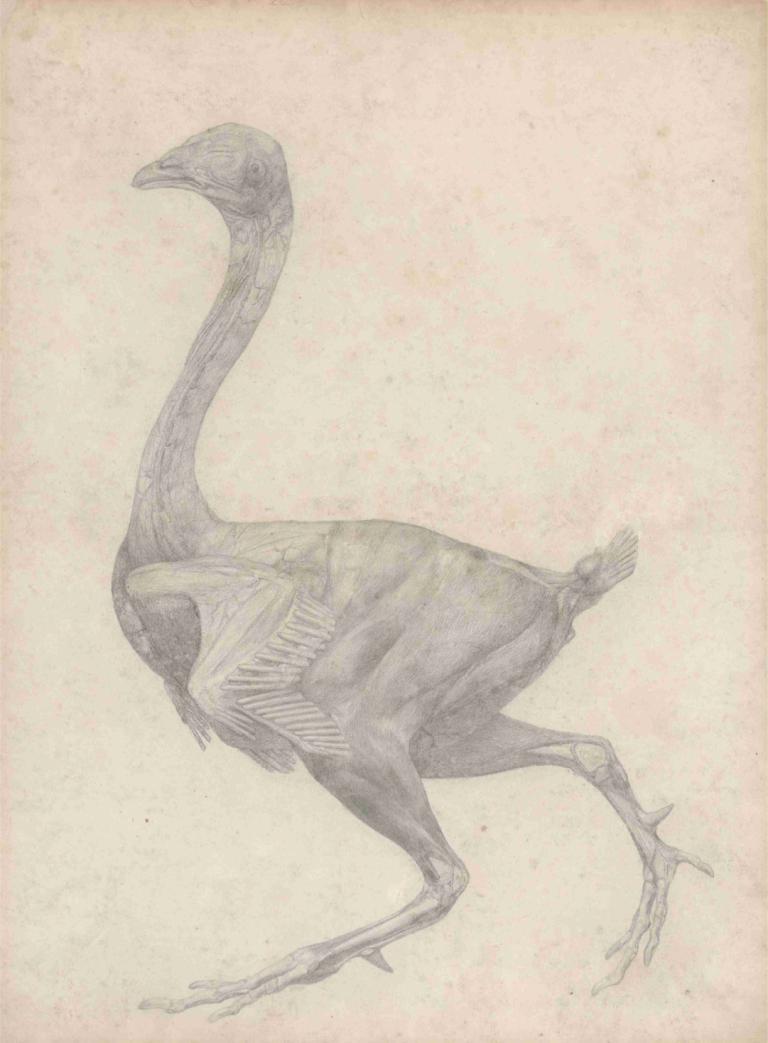 Fowl, Lateral View, with Skin and Underlying Fascial Layers Removed,George Stubbs,Sketch,Sketch, no humans