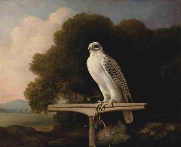 Greenland Falcon,Groenlandse valk,George Stubbs,Olieverf,Olieverf, geen mensen, vogel, buitenshuis, wolk