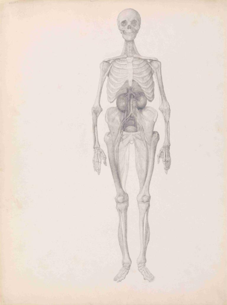 Human Figure, Anterior View,Menselijke figuur, vooraanzicht,George Stubbs,Schetsen,Schetsen, skelet, ribben