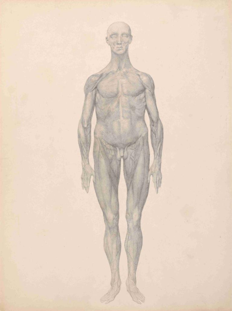 Human Figure, Anterior View, Skin and Underlying Fascial Layers Removed,Menselijke figuur, vooraanzicht