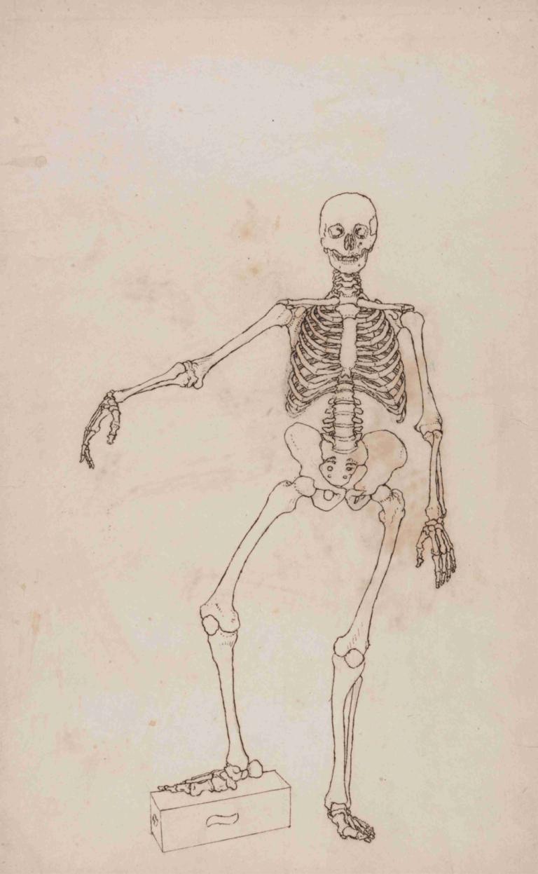 Human Skeleton, Anterior View,Kerangka Manusia, Tampilan Anterior,George Stubbs,Sketsa,Sketsa, kerangka