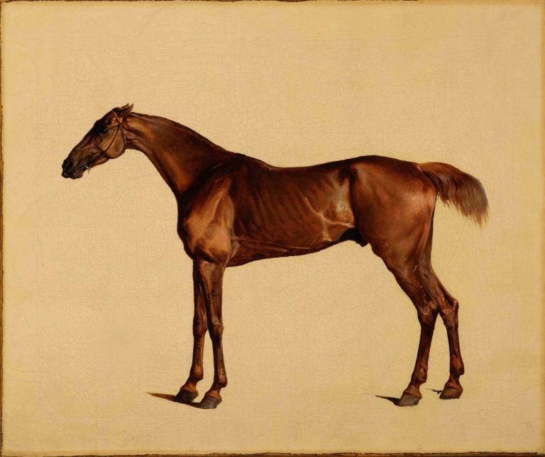 Pangloss,George Stubbs,Illustrasjon,Illustrasjon, ingen mennesker, hest, realistisk, dyr, fra siden