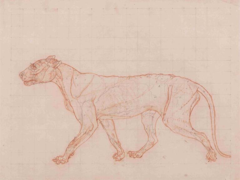 Tiger Body, Lateral View,老虎身体，侧视图,George Stubbs,乔治-斯塔布斯,素描,素描, 没有人类, 草图, 狗, 简单的背景, 动物, 单色, 动物焦点