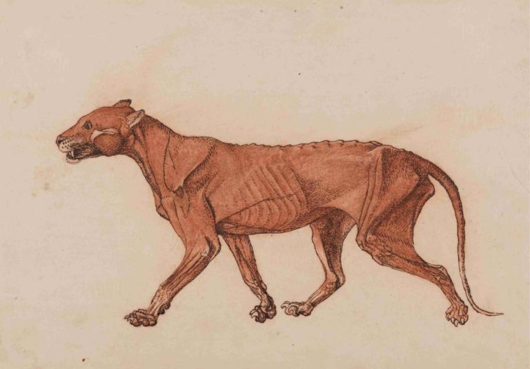 Tiger Body, Lateral View,老虎身体，侧视图,George Stubbs,乔治-斯塔布斯,插画,插画, 没有人类, 简单的背景, 单色, 从侧面, 传统媒体, 狗, 全身, 动物, 独奏