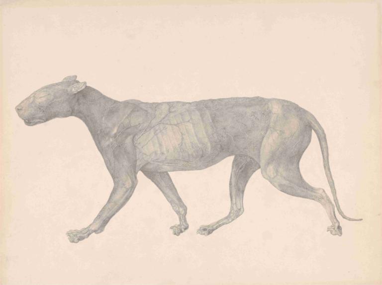 Tiger, Lateral View, with Skin and Tissue Removed,老虎，侧视图，去除皮肤和组织,George Stubbs,乔治-斯塔布斯,素描,素描, 没有人类, 单色, 简单的背景