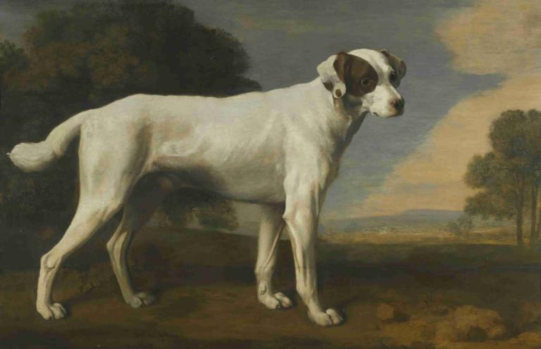 Viscount Gormanston's White Dog,戈曼斯顿子爵的白狗,George Stubbs,乔治-斯塔布斯,油画,油画, 没有人类, 狗, 假传统媒体, 户外, 树, 独奏, 全身, 动物焦点