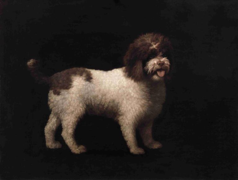 Water Spaniel,水猎犬,George Stubbs,乔治-斯塔布斯,油画,油画, 没有人类, 黑色背景, 动物焦点, 实际的, 动物, 简单的背景, 狗, 舌头, 全身, 伸出舌头, 常设, 独奏