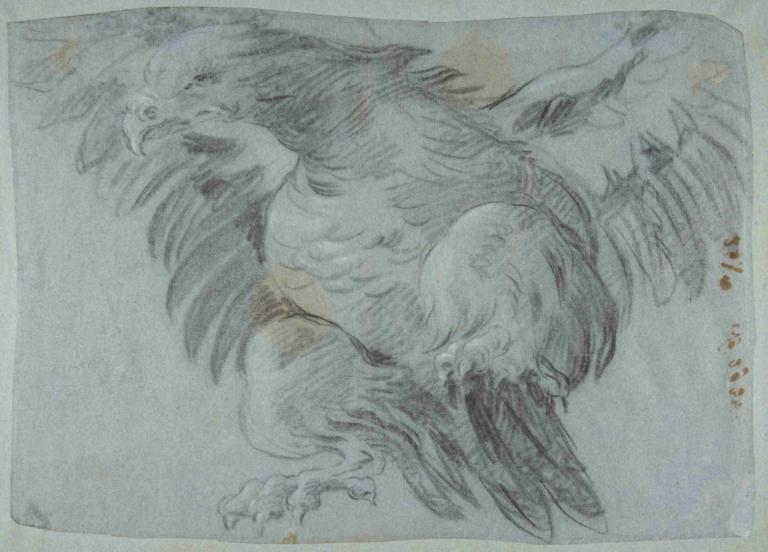 An Eagle with Wings Spread,날개를 펼친 독수리,Giovanni Battista Tiepolo,지오바니 바티스타 티에폴로,스케치,스케치, 인간은 없어, 새, 단색화