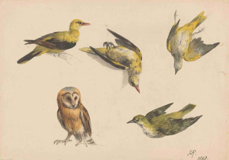 Studies van een uil en twee wielewalen,Studi tentang burung hantu dan dua oriole,Henriëtte Ronner-Knip