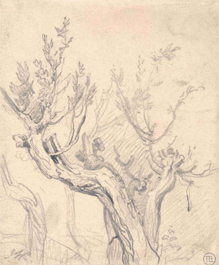 A Gnarled Tree,Sukovitý strom,James Ward,Náčrt,Náčrt, strom, černobílý, tradiční média, skica, žádní lidé