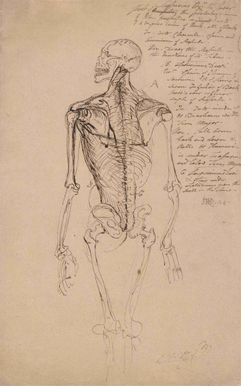 Drawing of a Man's Skeleton,Bir Adamın İskeletinin Çizimi,James Ward,Taslak,Taslak, insan yok, Tek renkli