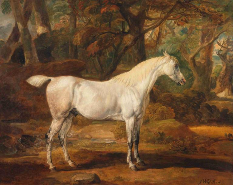 Grey Arabian stallion, the property of Sir Watkin Williams-Wynn,Grijze Arabische hengst