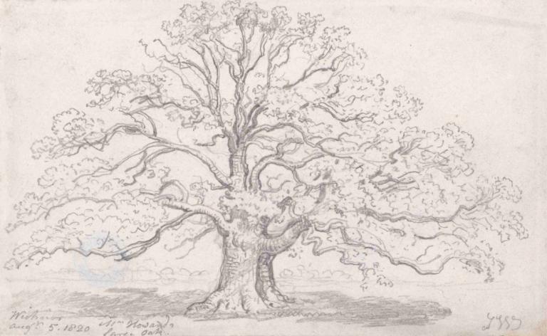 Mr. Howard's Large Oak, August 5, 1820,Pohon Oak Besar milik Tuan Howard, 5 Agustus 1820,James Ward,Sketsa