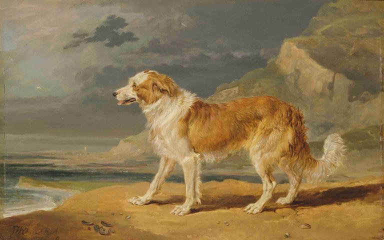 Rough-Coated Collie,粗毛柯利牧羊犬,James Ward,詹姆斯-沃德,油画,油画, 没有人类, 户外, 沙, 海滩, 狗, 云, 动物, 海洋, 水, 天空, 实际的, 签名, 动物焦点