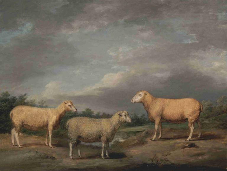 Ryelands Sheep, the King's Ram, the King's Ewe and Lord Somerville's Wether,Ryelands 绵羊、国王的公羊、国王的母羊和萨默维尔勋爵的母羊