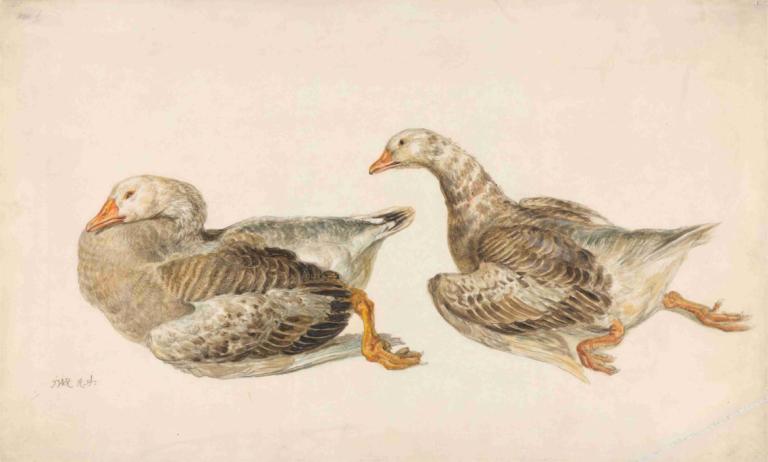 Studies of Geese,Studi tentang Angsa,James Ward,Sketsa Warna,Sketsa Warna, tidak ada manusia, burung